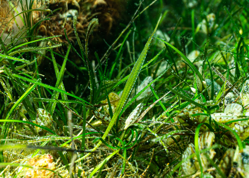 Gevlekte zeenaald (Stigmatopora argus) — Syngnathidae