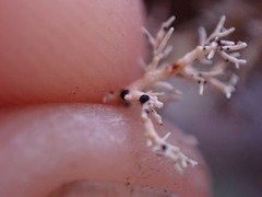 Opegrapha sphaerophoricola