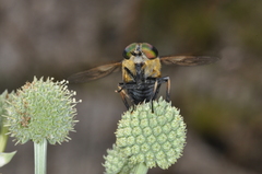 Tabanidae
