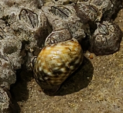 Littorina scutulata