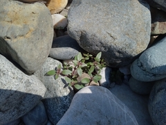 Veronica anagallis-aquatica