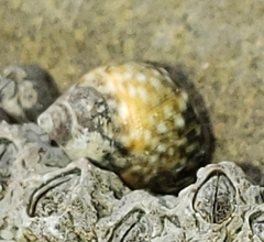 Littorina scutulata
