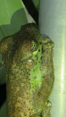 Itapotihyla langsdorffii