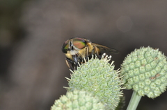 Tabanidae