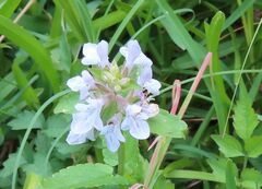 Stachys floridana