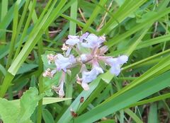 Stachys floridana