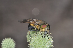 Tabanidae