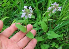Stachys floridana