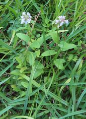 Stachys floridana