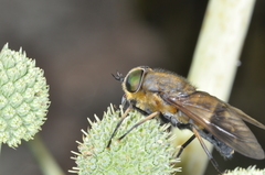Tabanidae