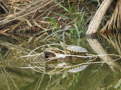 Trachemys hartwegi
