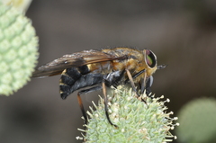 Tabanidae