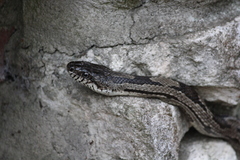 Pantherophis spiloides