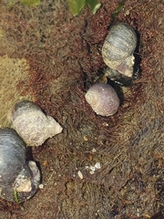 Littorina scutulata
