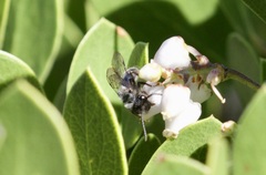 Andrena cerasifolii