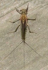 Ephemerella aurivillii