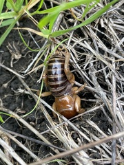 Ammopelmatus
