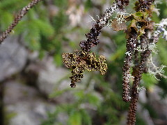 Pseudocyphellaria hawaiiensis