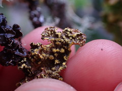 Pseudocyphellaria hawaiiensis