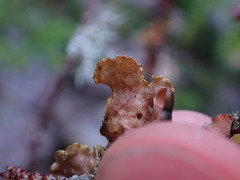Pseudocyphellaria hawaiiensis