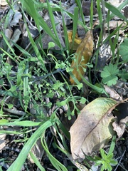 Pterostegia drymarioides