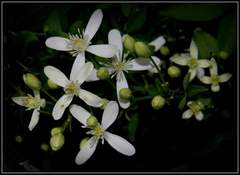 Clematis heynei
