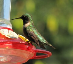 Archilochus colubris