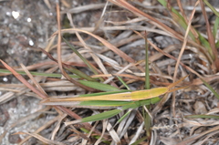 Allotruxalis gracilis