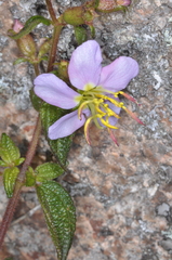 Chaetogastra paratropica