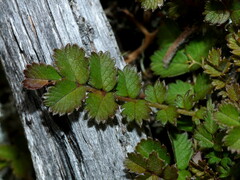 Acaena microphylla microphylla