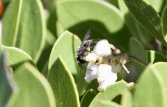Andrena cerasifolii