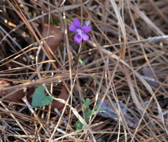 Viola septemloba