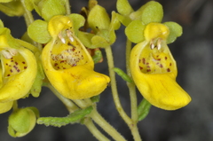 Calceolaria teucrioides