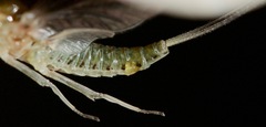 Ephemerella aurivillii