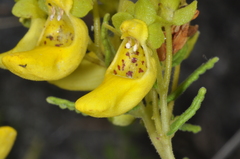 Calceolaria teucrioides