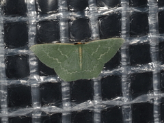 Chlorocoma melocrossa