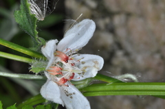 Caiophora cernua
