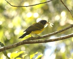 Pachycephala pectoralis