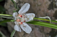 Caiophora cernua
