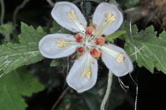 Caiophora cernua