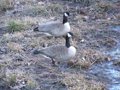 Branta canadensis