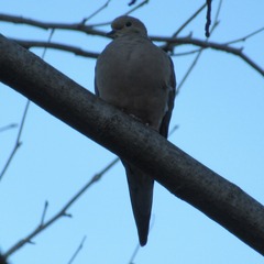 Zenaida macroura carolinensis