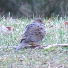 Zenaida macroura carolinensis