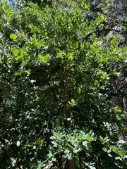 Citronella mucronata