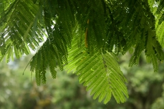 Schizolobium parahyba