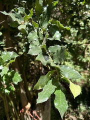 Citronella mucronata