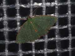 Eucyclodes metaspila