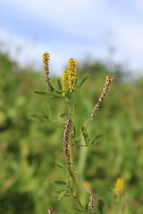 Melilotus indicus