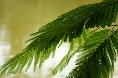 Schizolobium parahyba