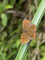 Antillea pelops